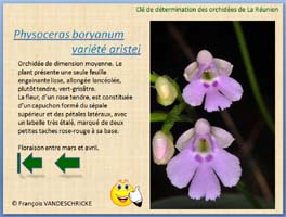 Clé Orchidées PC / Mac