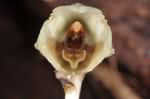 Gastrodia similis Bosser variante claire
